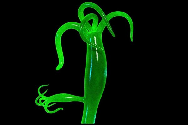 Kraken darknet to run