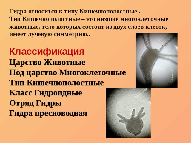 Что с кракеном сайт